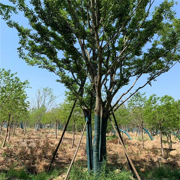 叢生樸樹(shù)圖片