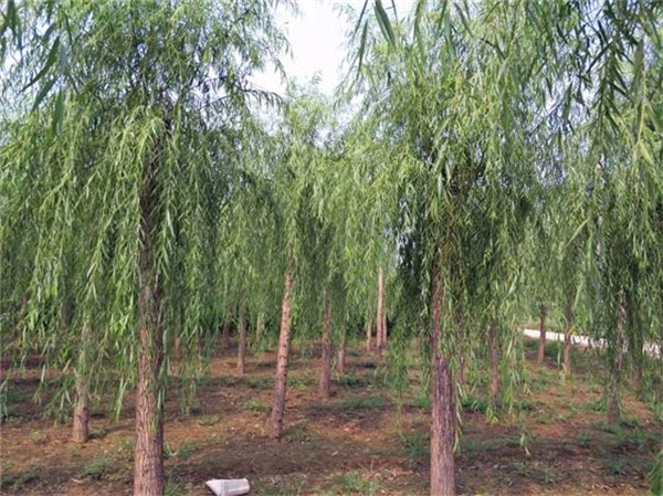柳樹圖片