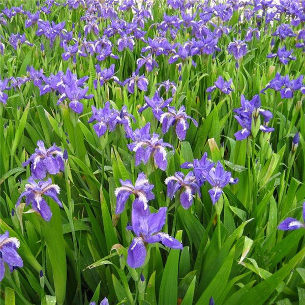 鳶尾花圖片