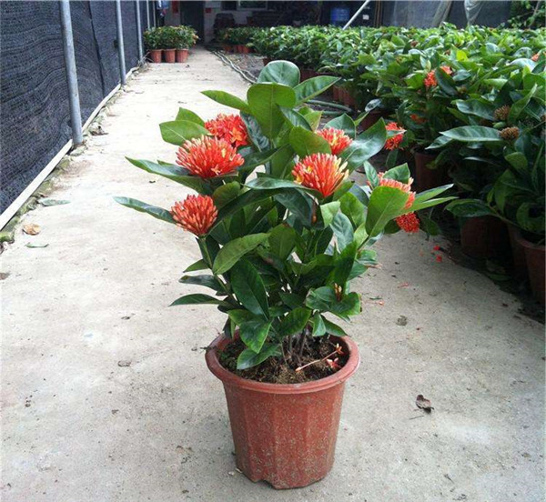 龍船花秋天能種植嗎？