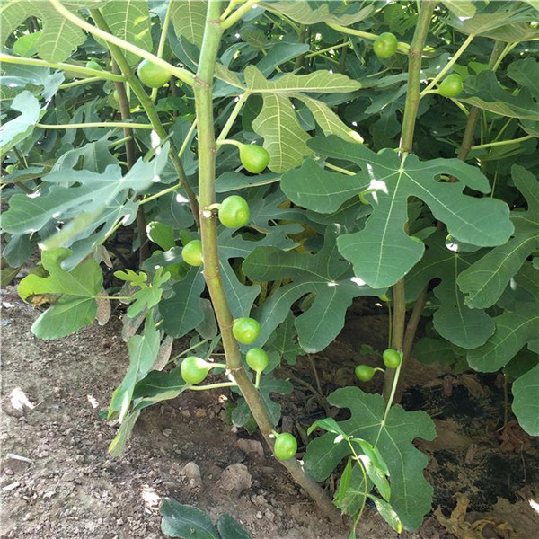 無(wú)花果樹圖片