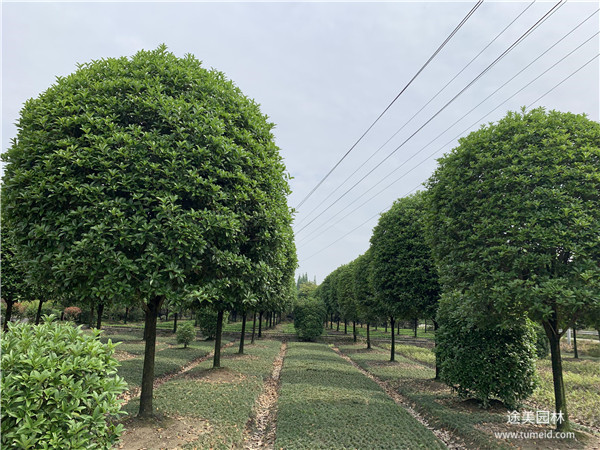 成都桂花樹(shù)基地實(shí)拍圖片