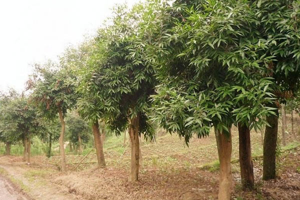 洋蒲桃圖片